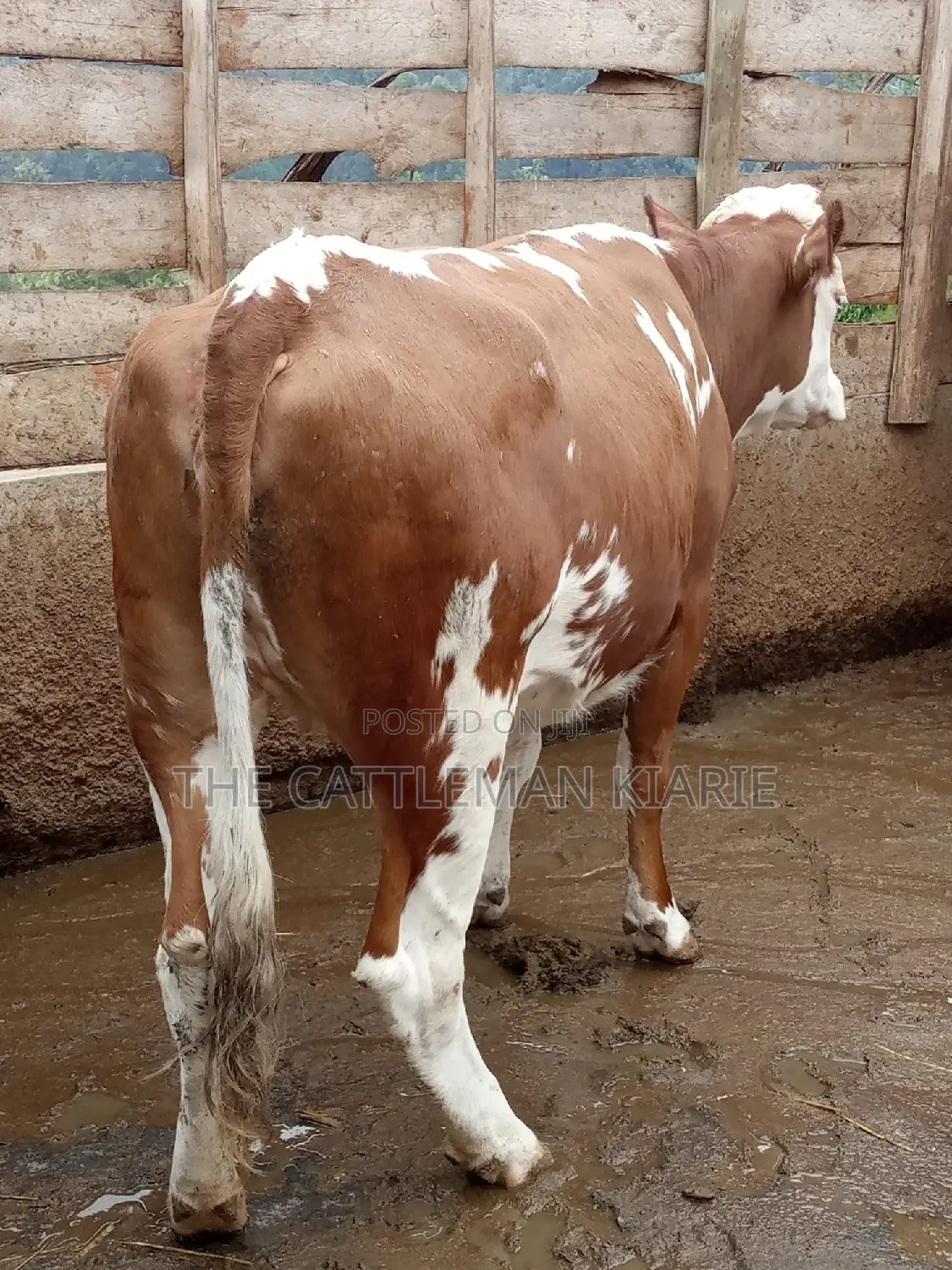 Dairy Cows (Fleckview Breed)