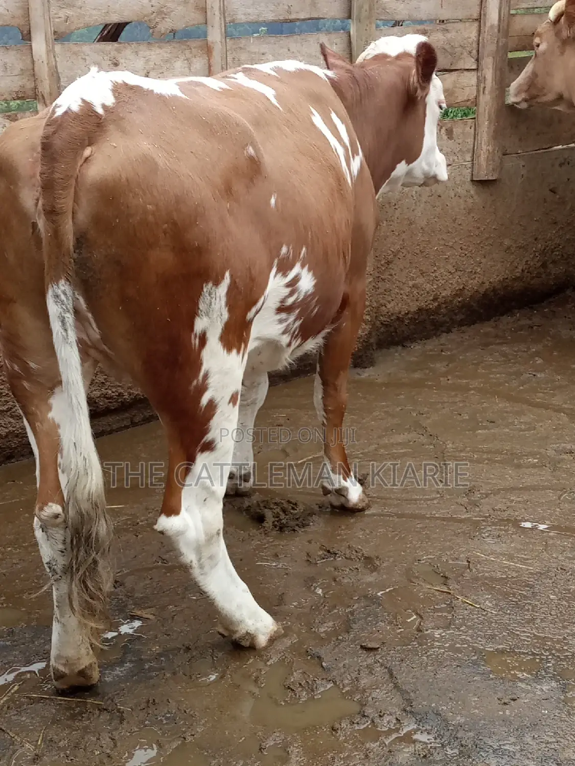 Dairy Cows (Fleckview Breed)