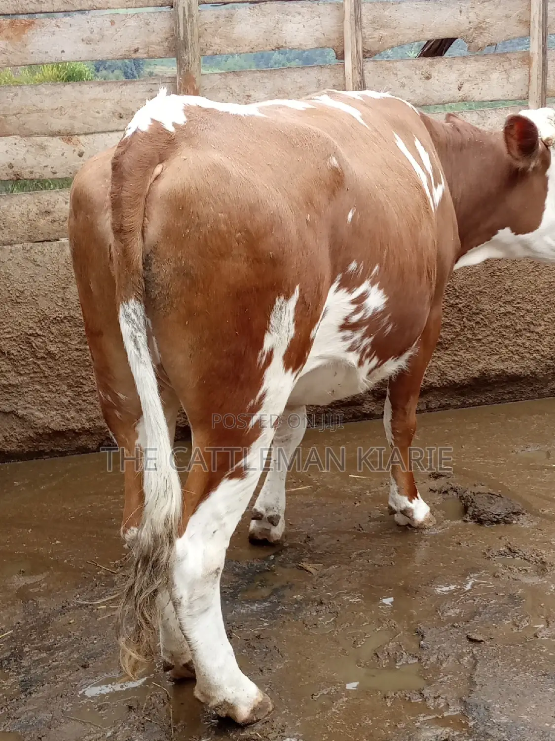 Dairy Cows (Fleckview Breed)