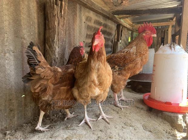 Sasso/Kenbro/Rainbow/Karichicks / Pullets / Layers/ Broilers - thumbnail 3