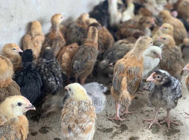 Sasso/Kenbro/Rainbow/Karichicks / Pullets / Layers/ Broilers - thumbnail 5