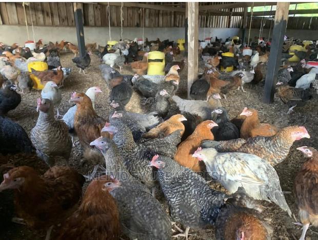 Sasso/Kenbro/Rainbow/Karichicks / Pullets / Layers/ Broilers - thumbnail 7