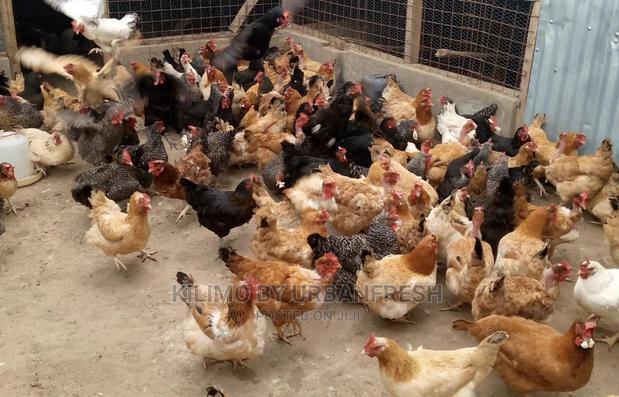 Sasso/Kenbro/Rainbow/Karichicks / Pullets / Layers/ Broilers - thumbnail 4