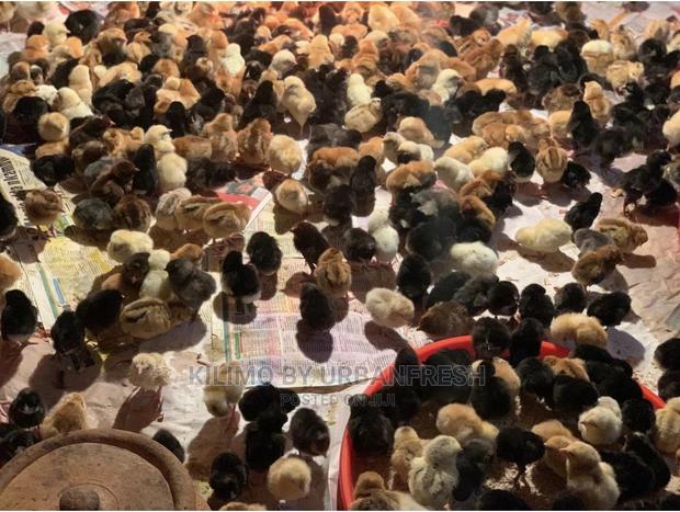 Sasso/Kenbro/Rainbow/Karichicks / Pullets / Layers/ Broilers - thumbnail 6