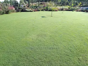 Caperoyal Grass for Sale