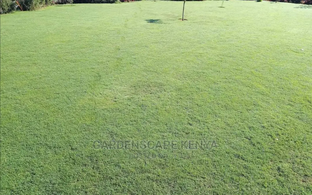 Caperoyal Grass for Sale