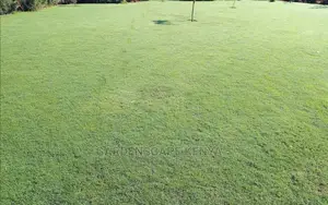 Caperoyal Grass for Sale