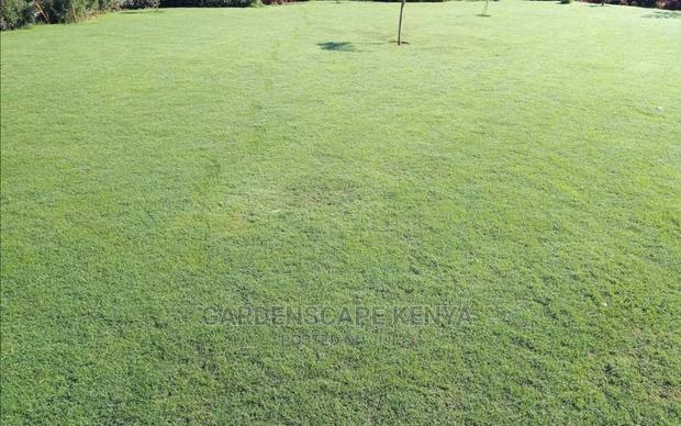 Caperoyal Grass for Sale - thumbnail 2
