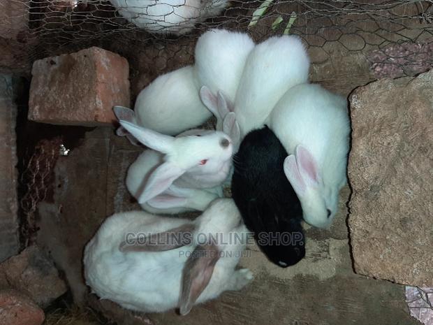 Rabbit Available - main view