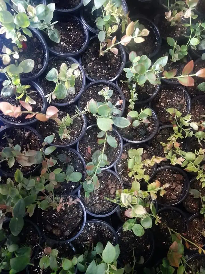 Blueberry Seedlings in Stock
