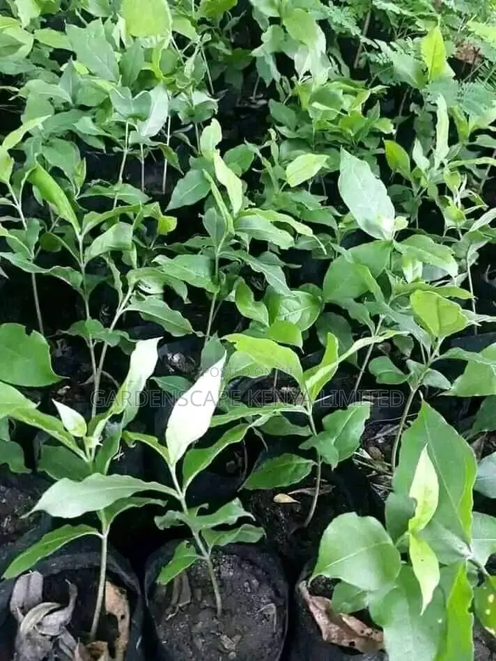 Blueberry Seedlings in Stock