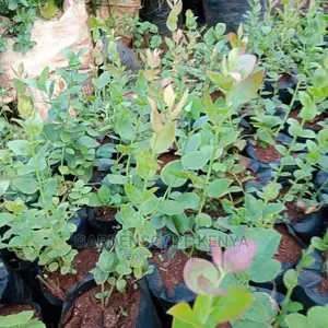 Blueberry Seedlings in Stock