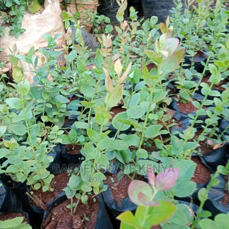 Blueberry Seedlings in Stock