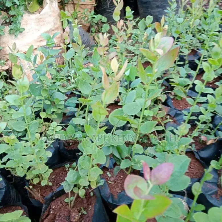 Blueberry Seedlings in Stock
