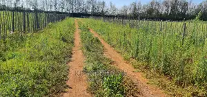 Prime Plots on Sale in Marura Kimumu Near Highway in Eldoret