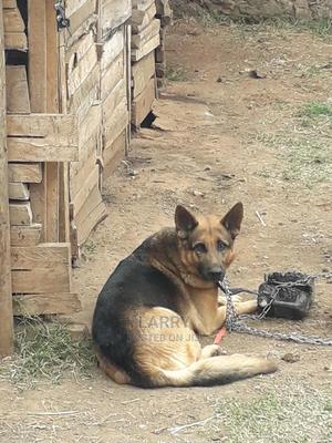 1+ Year Male Purebred German Shepherd - thumbnail 2