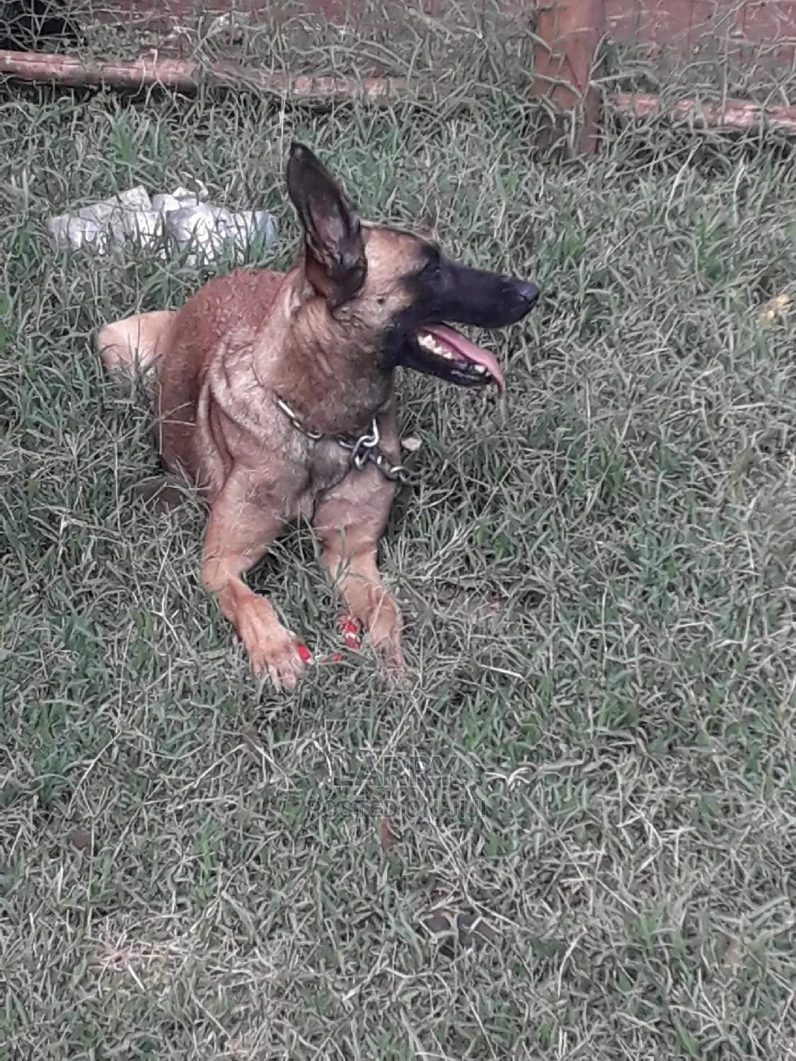 1+ Year Female Purebred Belgian Malinois