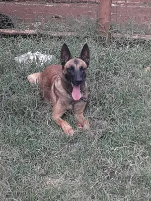 1+ Year Female Purebred Belgian Malinois