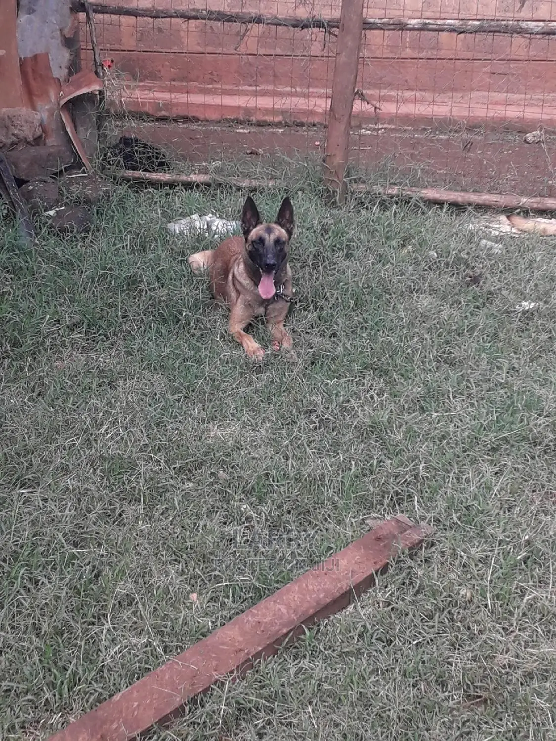 1+ Year Female Purebred Belgian Malinois