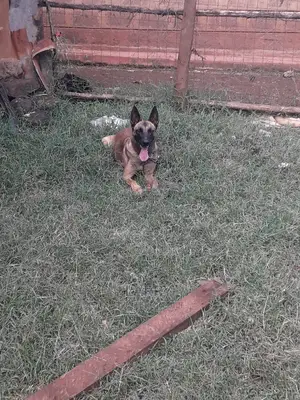 1+ Year Female Purebred Belgian Malinois
