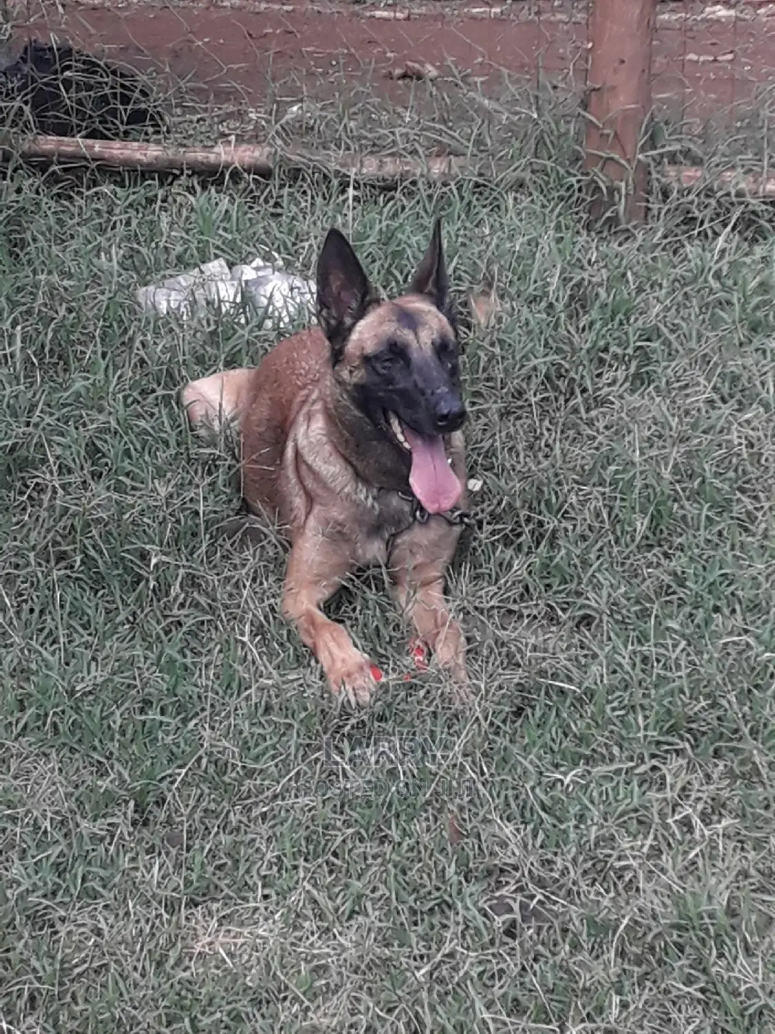1+ Year Female Purebred Belgian Malinois