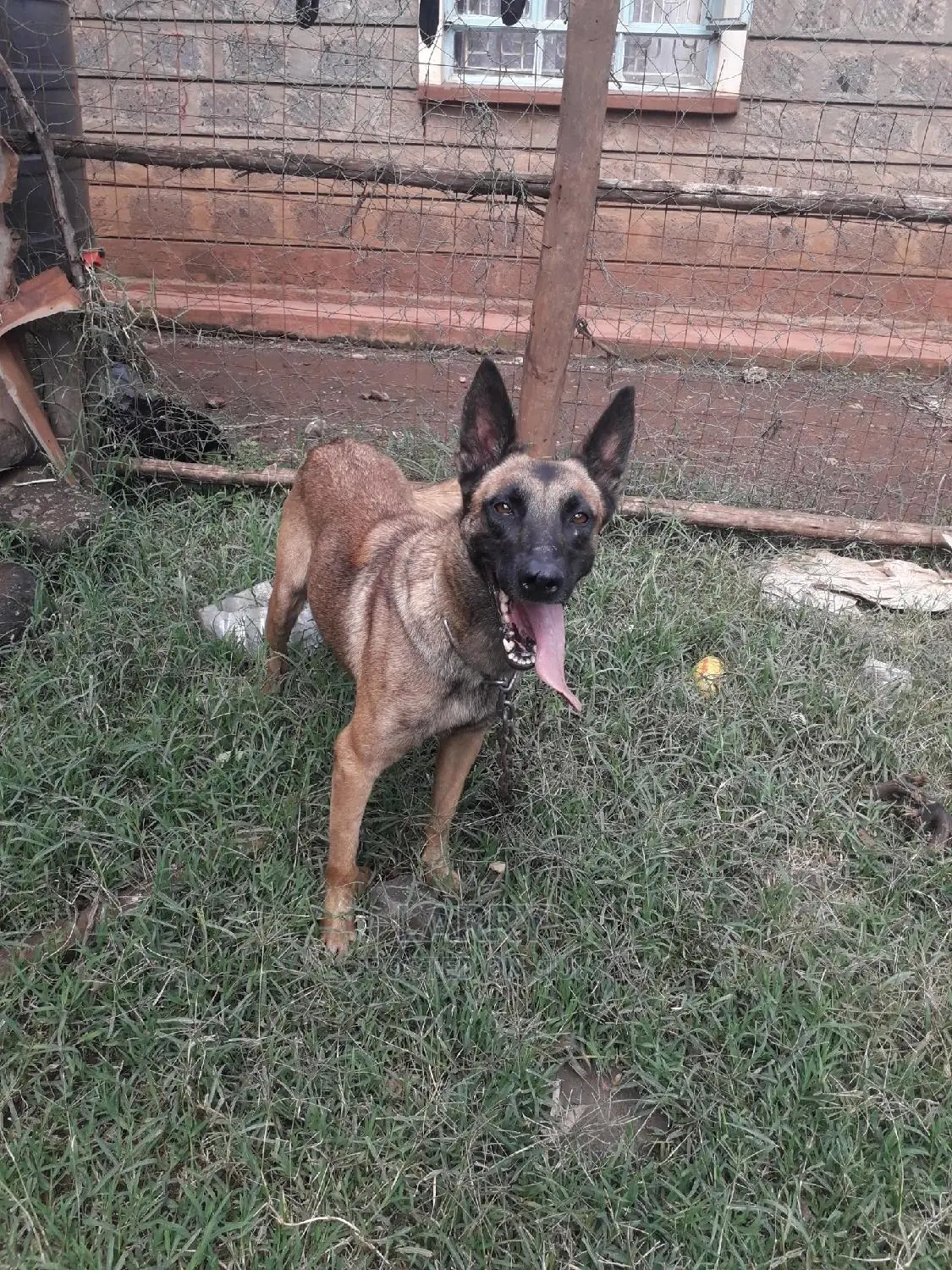 1+ Year Female Purebred Belgian Malinois