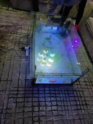 Table Aquarium, 230litres - thumbnail 2