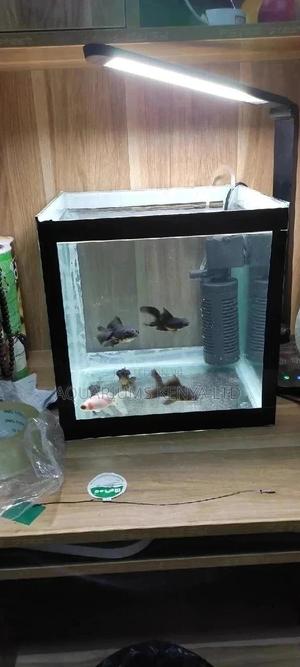 Full Aquarium , Custom Made Aquariums - thumbnail 2