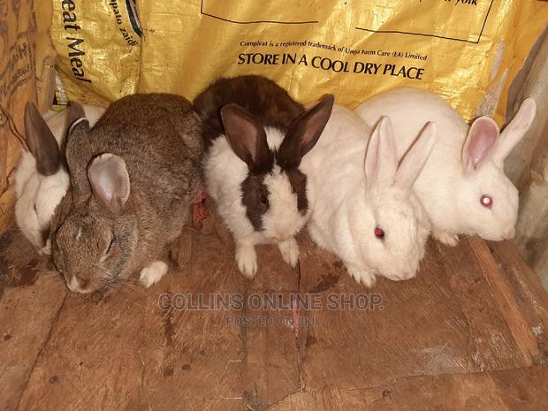 Rabbits Available - main view