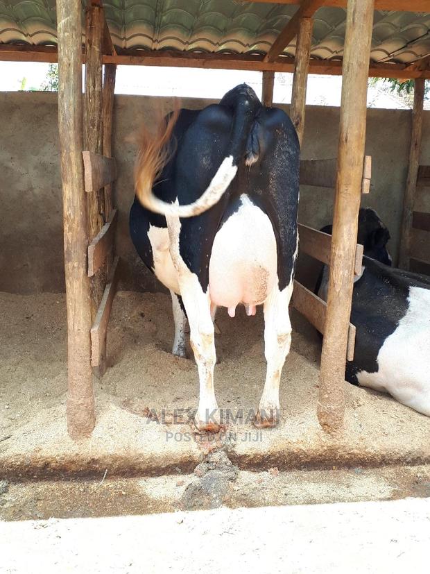 Pedigree White Gold Producers. - thumbnail 3