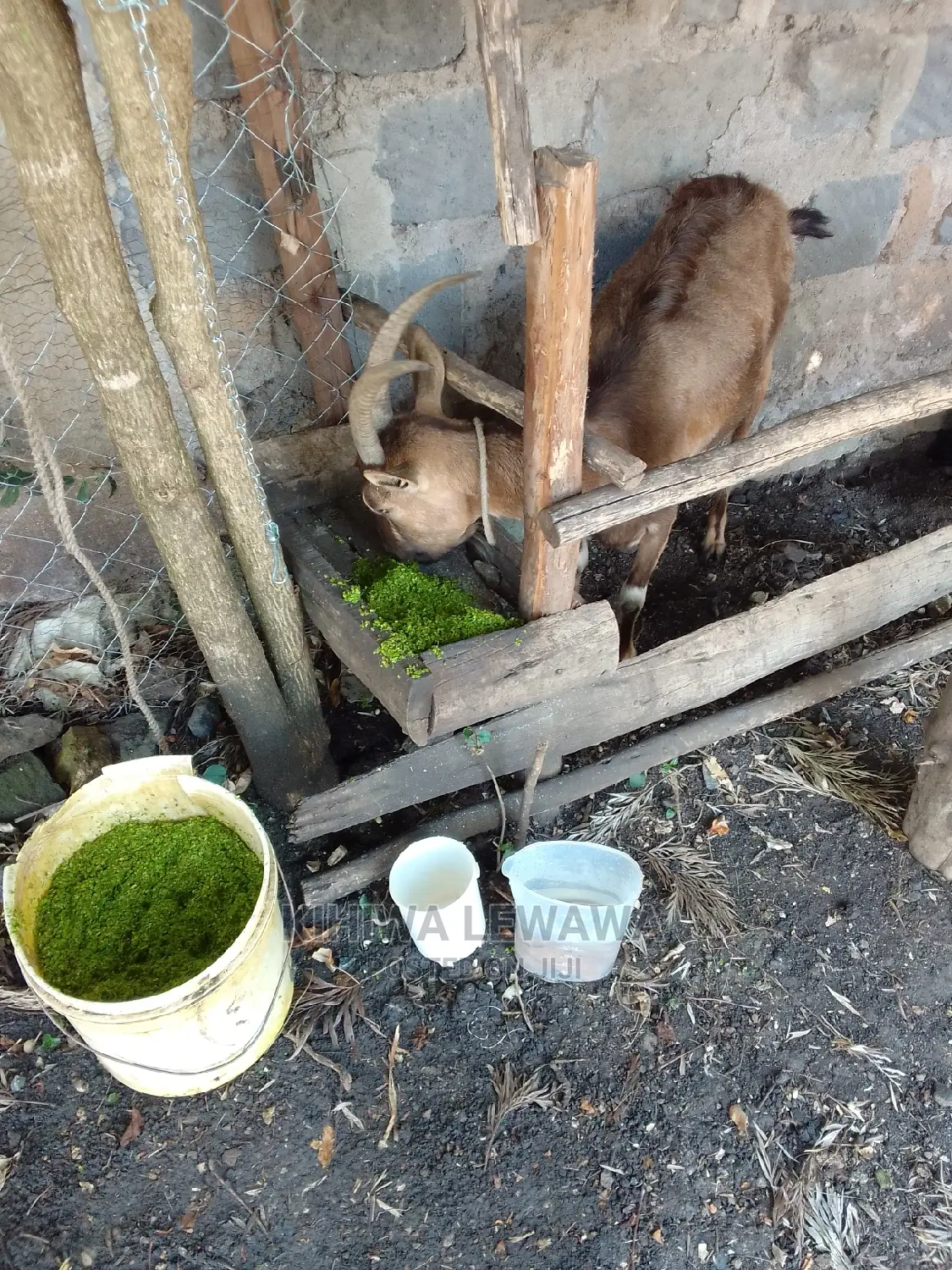 Duckweed.Azolla. High Protein Livestock Feed.