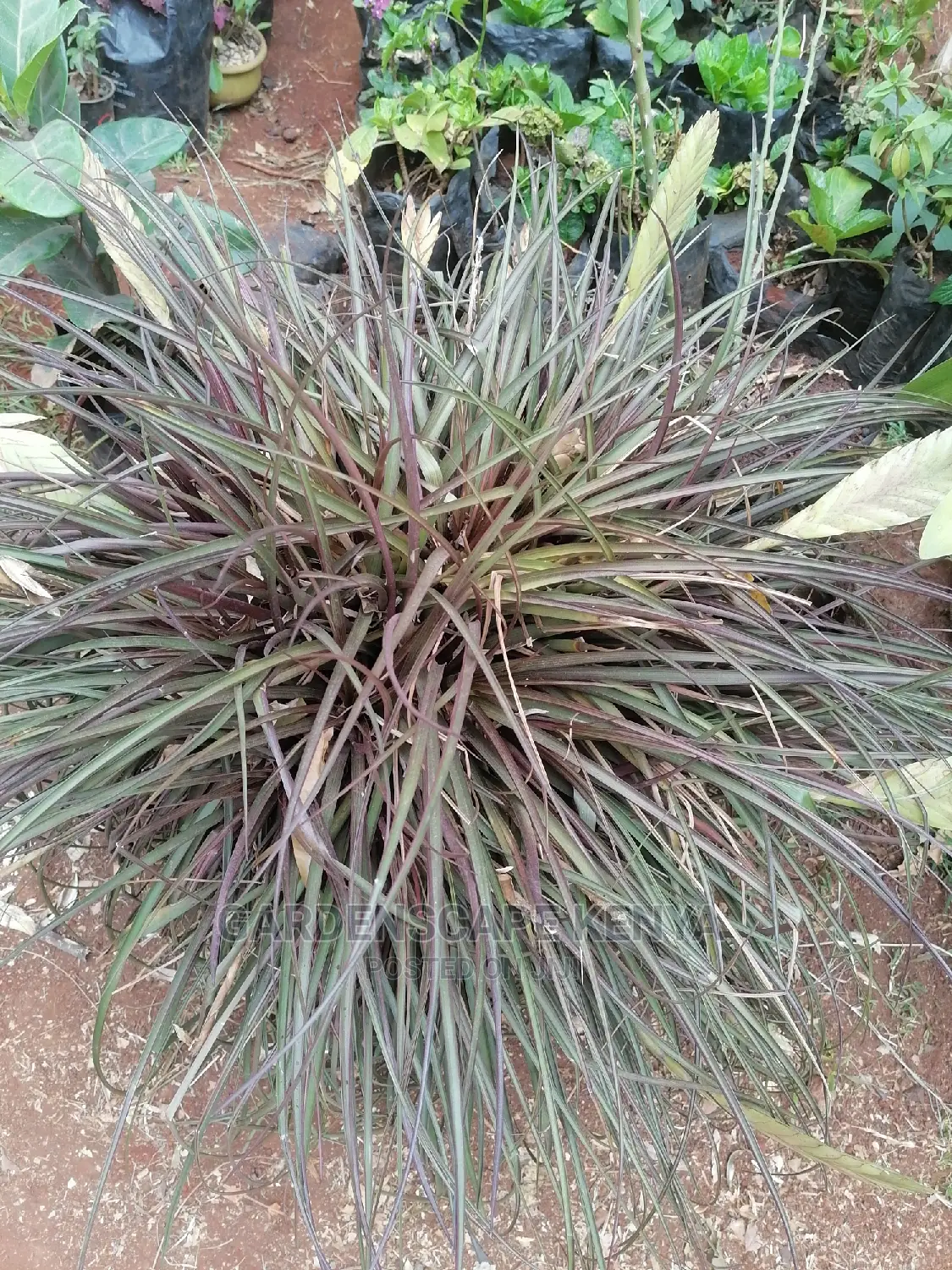 Air Plants for Sale