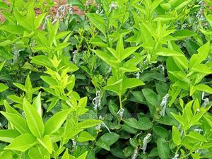 Grafted Pixie Oranges - main view