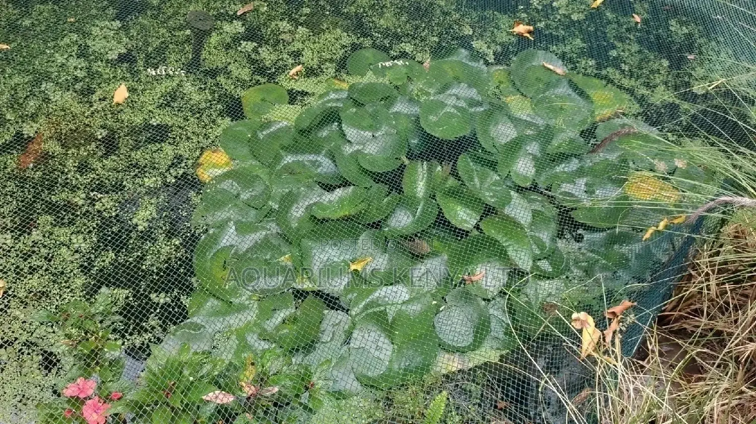 Water Lilies, Aquascaping Garden Ponds