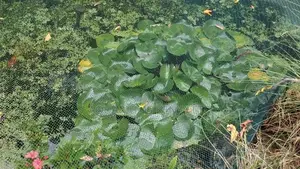 Water Lilies, Aquascaping Garden Ponds