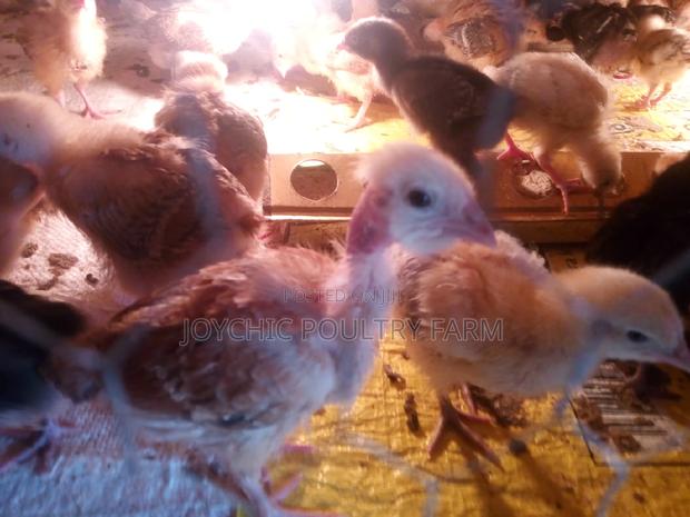 One Month Old Improved Kienyeji Chicks - main view