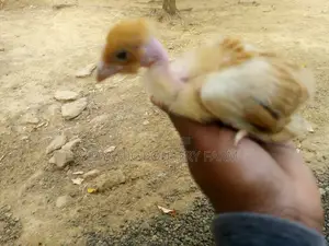 One Month Old Improved Kienyeji Chicks