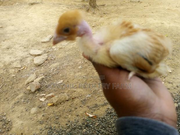 One Month Old Improved Kienyeji Chicks - thumbnail 3