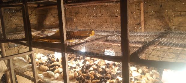 1 Week Old Improved Kienyeji Chicks - thumbnail 4