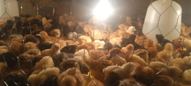 1 Week Old Improved Kienyeji Chicks - main view