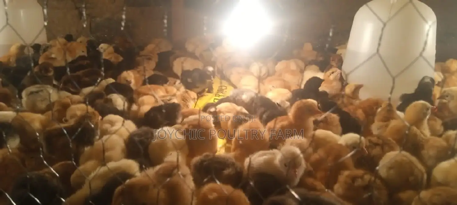 1 Week Old Improved Kienyeji Chicks