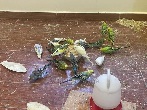 Colourful Budgie Pairs - thumbnail 3