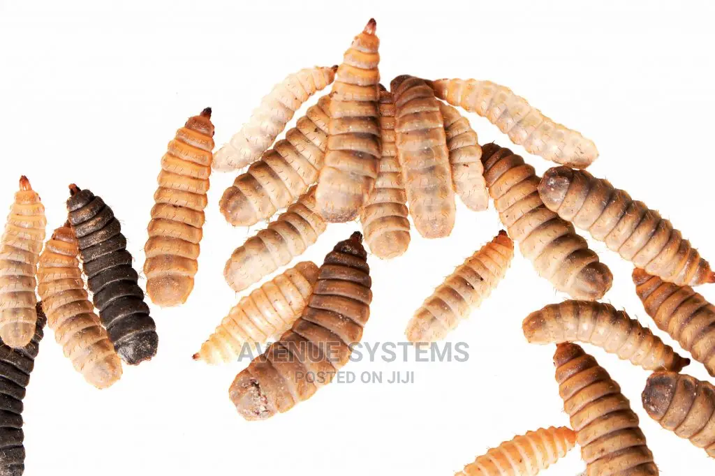 Bsf Larvae Black Soldier Fly Training Bsf Eggies for Sale