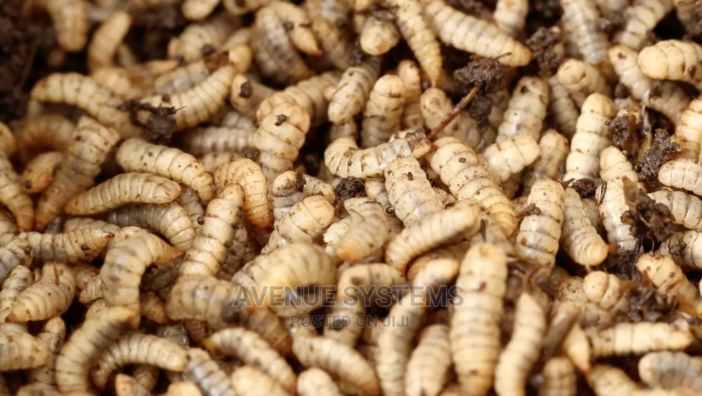 BSF Black Soldier Fly Farming Larvae