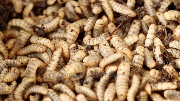 BSF Black Soldier Fly Farming Larvae