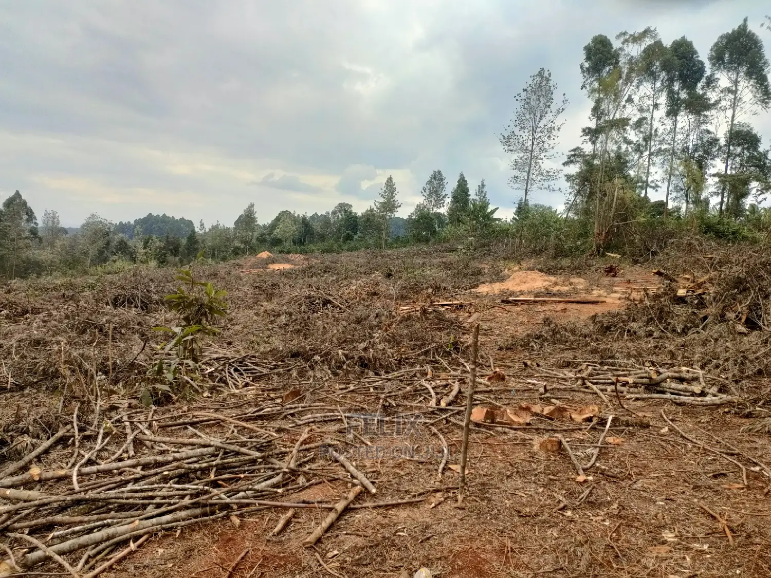 Karatina /Tumutumu/Giagatika Prime Plots