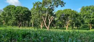 1 Acre Land on Sale Mtwapa,Second Row From the Creek Beach