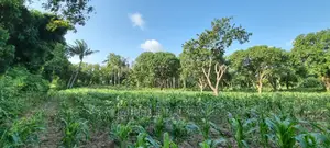 1 Acre Land on Sale Mtwapa,Second Row From the Creek Beach
