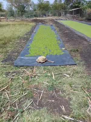 Duckweed.Azolla. High Protein Livestock Feed.