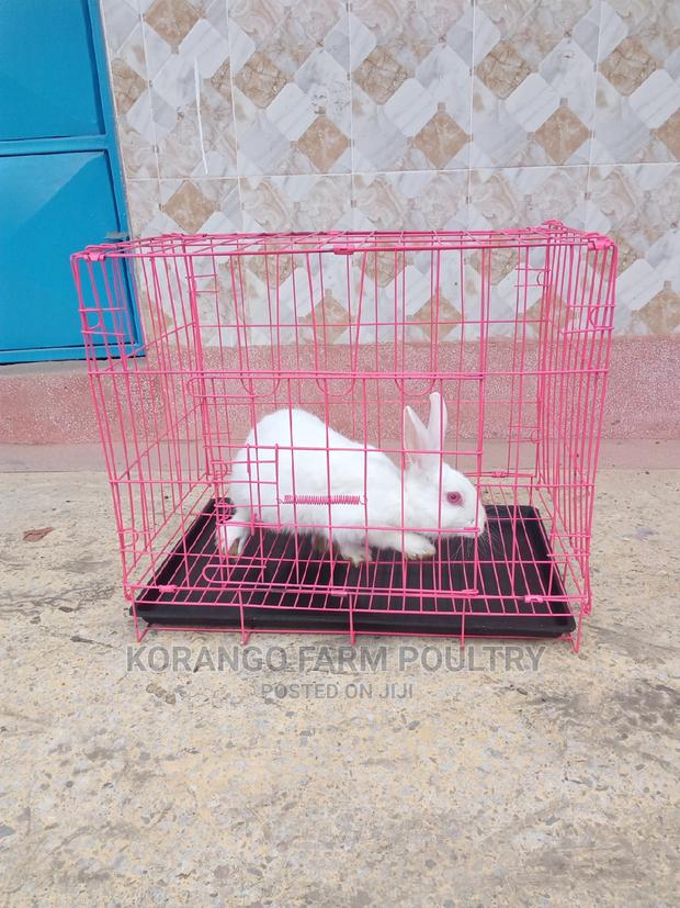 Rabbit Cage - thumbnail 3